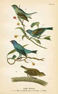 Bunting Prints: Indigo bunting bird lithograph 1890