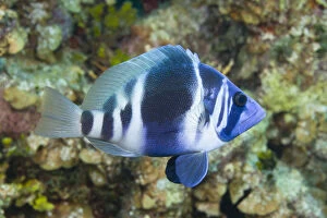 Fragility Gallery: Indigo Hamlet (fish) on tropical coral reef
