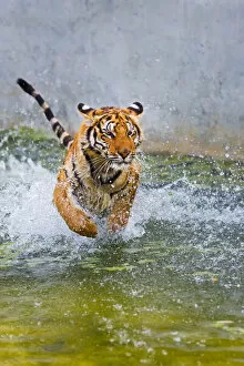 Images Dated 12th December 2009: Indochinese or Corbetts Tiger Running In Water