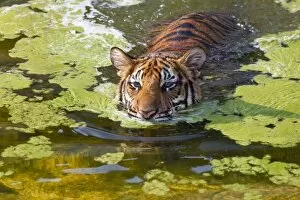 Images Dated 12th December 2009: Indochinese or Corbetts Tiger In Water