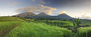 Jatiluwih Prints: Indonesia, Bali, Rice Fields and Volcanoes