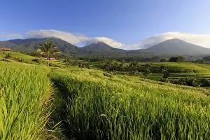 Jatiluwih Prints: Indonesia, Bali, Rice Fields and Volcanoes
