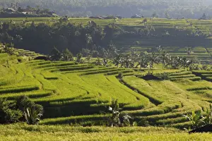 Jatiluwih Prints: Indonesia, Bali, Rice Fields and Volcanoes