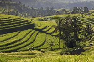 Jatiluwih Prints: Indonesia, Bali, Rice Fields and Volcanoes