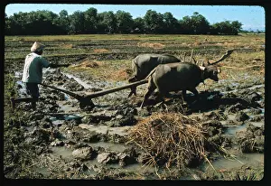 Java Prints: Indonesian Man Using Plow in Field