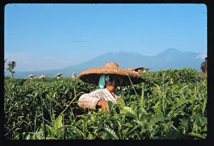 Java Prints: Indonesian Women Picking Tea in Field
