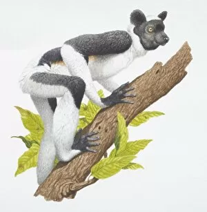 Indri indri, a dark brown and white lemur, side view