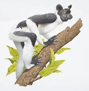 Images Dated 19th May 2006: Indri indri, a dark brown and white lemur, side view