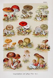 Inedible & Poisonous Mushrooms Chromolithography 1899