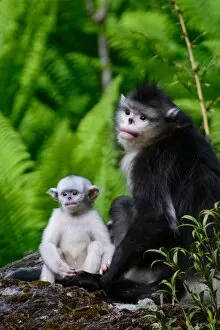 Images Dated 22nd May 2014: Infant Black Snub-Nosed Monkey and Mother