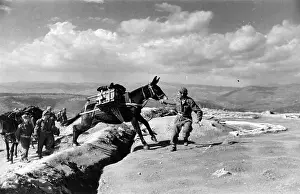 M War Prints: Infantry And Mules