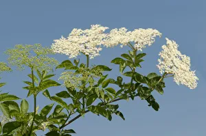Images Dated 25th May 2012: Inflorescence of Black Elder or Elderberry -Sambucus nigra-, Kaiserstuhl, Baden-Wurttemberg, Germany
