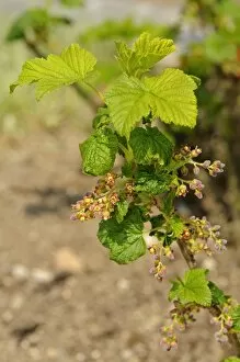 Images Dated 25th April 2010: Inflorescence of the red currant -Ribes rubrum-, Europe