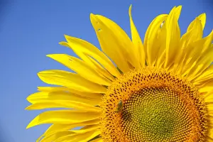 Inflorescence of a Sunflower -Helianthus annuus- with a Honey Bee -Apis mellifera-, Germany
