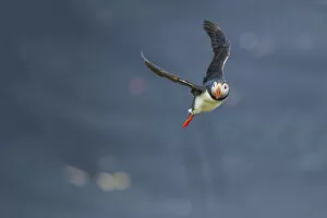 Images Dated 4th June 2015: Ingolfshofdi, southern Iceland. Atlantic puffin