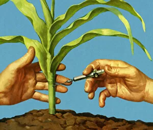 Injecting a Corn Stalk