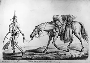 Injured Horse