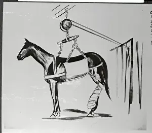 Camden Prints: Injured Horse Wearing Leg Sling