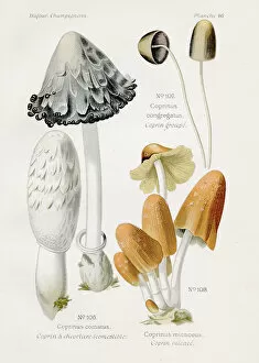 Images Dated 9th May 2017: Ink cap mushroom 1891