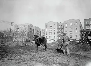 Huty28212 Prints: Inner City Farmer, Bronx