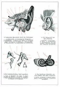Science Gallery: Inner and middle ear human anatomy drawing 1896
