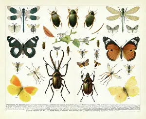 Insect Lithograph Prints: Insect difference between male and female wasp butterfly drawing 1895