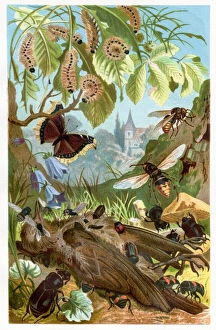 Engravings Gallery: Insect eating deadth bird Chromolithograph 1884
