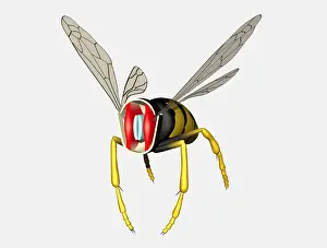 Insect in flight, cross section diagram showing horizontal and vertical muscles
