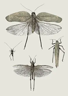 Insect Lithograph Prints: Insect Lithographs, 2193521662