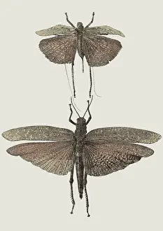 Insect Lithograph Prints: Insect Lithographs, 2193557776
