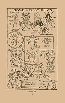Flies Prints: Some Insect Pests