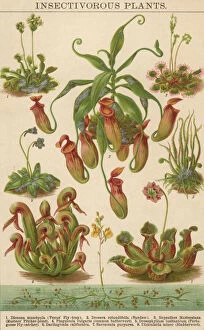 Huty Gallery: Insectivorous Plants