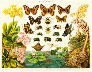 Images Dated 4th July 2015: Insects butterflies lithograph 1895