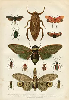 Insect Lithographs Gallery: Insects cicada bug beetle 1881