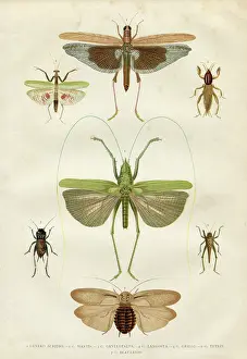 Cricket Prints: Insects cicada bug beetle mantis 1881