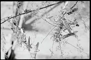 Karachi Prints: Insects Covering Tree Limbs