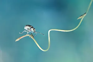 Extreme Close Up Gallery: Uppss