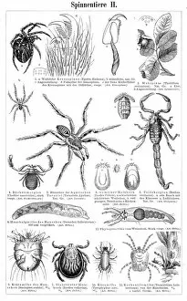 Images Dated 17th April 2017: Insects engraving 1895