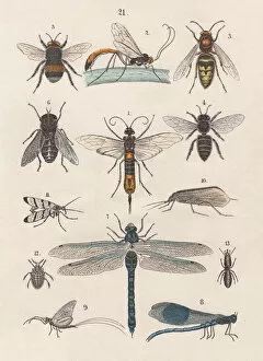 Insect Lithographs Collection: Insects, hand-colored lithograph, published in 1880