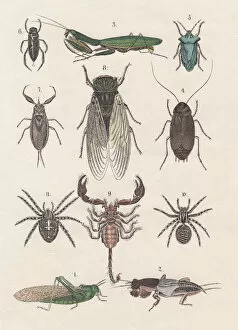 Images Dated 22nd September 2013: Insects, hand-colored lithograph, published in 1880