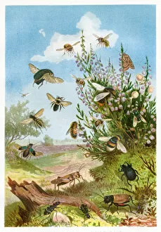 Images Dated 2nd March 2017: Insects on heather Chromolithograph 1884