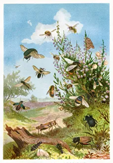 Engravings Gallery: Insects on heather Chromolithograph 1884