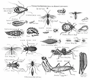 Images Dated 25th March 2017: Insects injurious to fruit engraving 1873