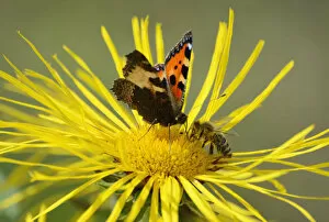 Images Dated 15th July 2012: Insects meeting whilst collecting nectar on flower of Elecampane or Horse-heal -Inula helenium