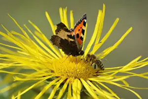 Insects meeting whilst collecting nectar on flower of Elecampane or Horse-heal -Inula helenium-, Small Tortoiseshell -Aglais urticae, Nymphalis urticae- and honey bee -Apis mellifera-