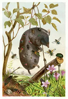 Insect Gallery: Insects at night Chromolithograph 1884 eating a mole Chromolithograph 1884