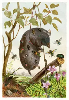 Engravings Prints: Insects at night Chromolithograph 1884 eating a mole Chromolithograph 1884