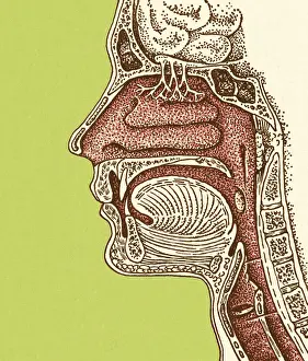 Throat Prints: Inside Head and Neck