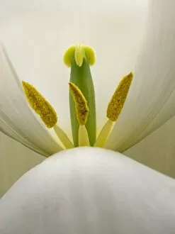 Images Dated 7th April 2014: Inside a white tulip