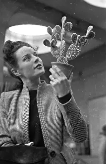 Exhibitions And Displays Prints: Inspecting A Cactus